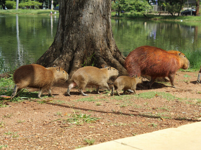 capybaras