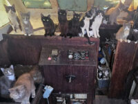 VIDEO — Officers Rescue 60 Cats from Abandoned Sailboat in Washington: ‘That’s Al