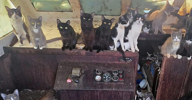 VIDEO -- Officers Rescue 60 Cats from Abandoned Sailboat in Washington: 'That's All for Meow!'