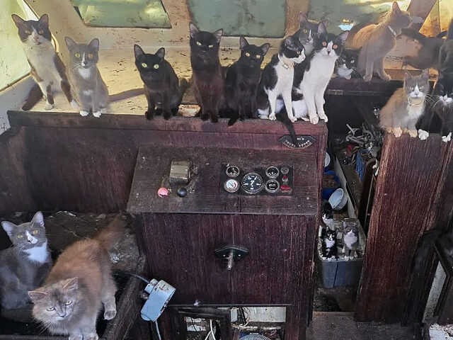 VIDEO — Officers Rescue 60 Cats from Abandoned Sailboat in Washington: ‘That’s Al