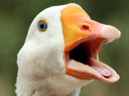 WATCH — ‘Hero’ Goose Alerts Texas Family to Fire: ‘He Was Sounding the Alar
