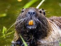 VIDEO: Rabid Beavers Attack Two Teenagers at Maryland State Park