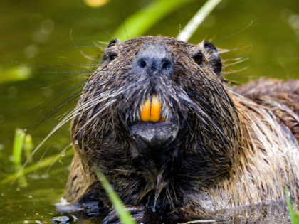 beaver