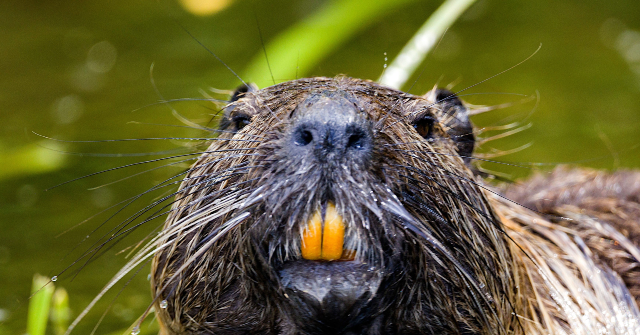 VIDEO: Rabid Beavers Attack Two Teenagers at Maryland State Park