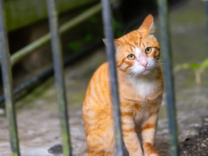sad cat