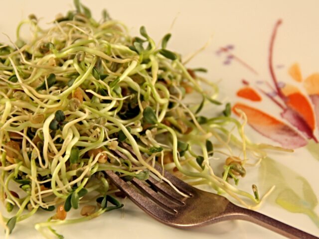 sprouts It has been a summer of food born illnesses for Americans as now more than 40 people have