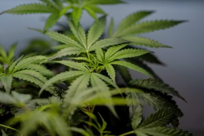 US sees a big jump in nausea cases among frequent marijuana users in the hospital