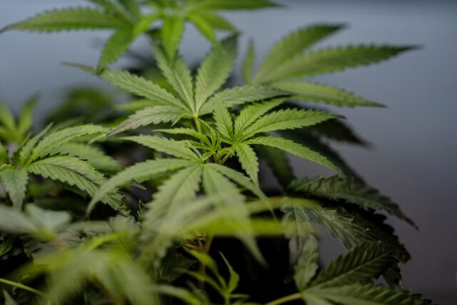 Marijuana Vomiting The Associated Press