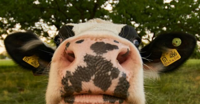 breitbart.com - Oliver JJ Lane - Left-Wing Govt Latest: Britain's New Farming Minister Fainted at Sight of Meat