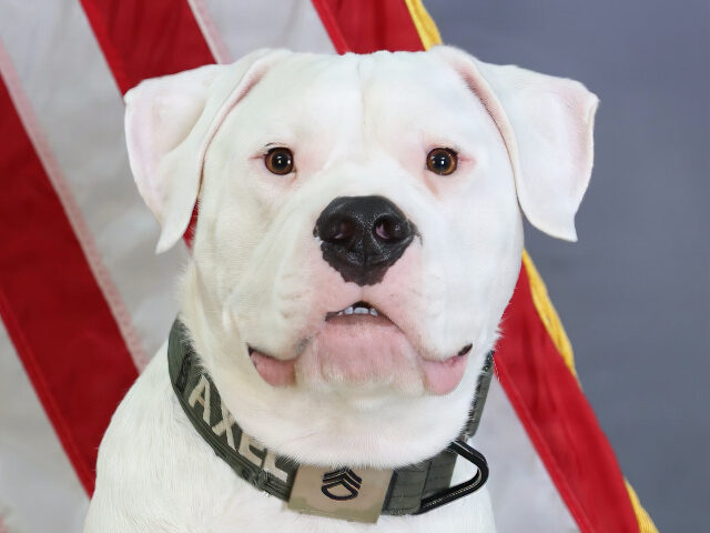 Axel, a 3-year-old Dogo Argentino and ministry dog with the 1st Battalion, 125th Infantry