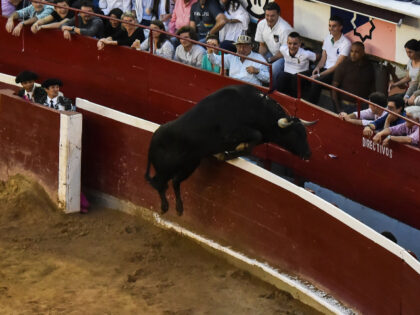 A bull leaps the barrier when Colombian bullfighter Luis Bolivar performs during a bullfig
