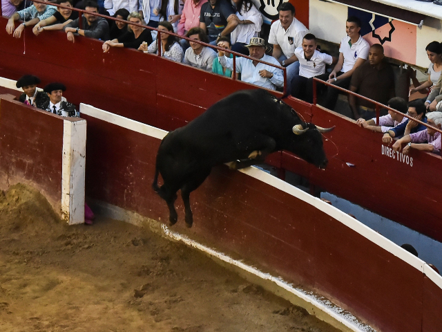 WATCH: Huge Bull Jumps over Barrier, Almost Gores Fans in Spain