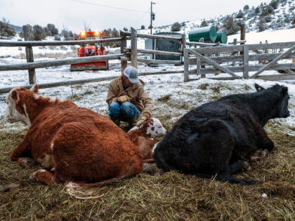 Brian Guhl, who suffers from Parkinson's Disease, checks on one of his newborn calves