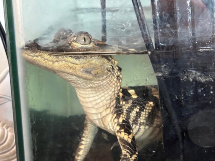 Federal Agents Seize 110lbs of Drugs, Baby Alligator, Gold-Plated Gun at Luxury L.A. ‘St
