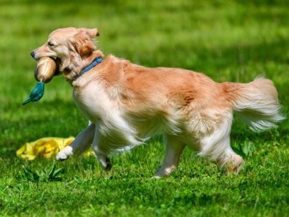 Friendly ‘Guard Dog’ Greets Alleged San Diego Burglar with Toy in Mouth