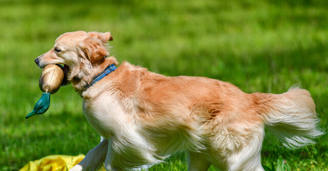 Friendly ‘Guard Dog’ Greets Alleged San Diego Burglar with Toy in Mouth