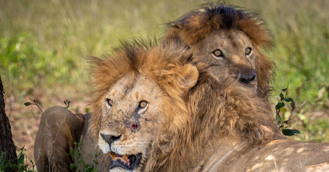 Tanzania: Ten Lions Found Dead of Suspected Poisoning in Conservation Area