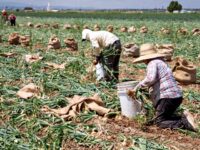 Federal Indictment: Labor Traffickers Used H-2A Visa Program to Exploit Foreign Workers