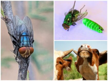 USDA Sets Two Zones to Fight New World Screwworms in Texas (USDA)