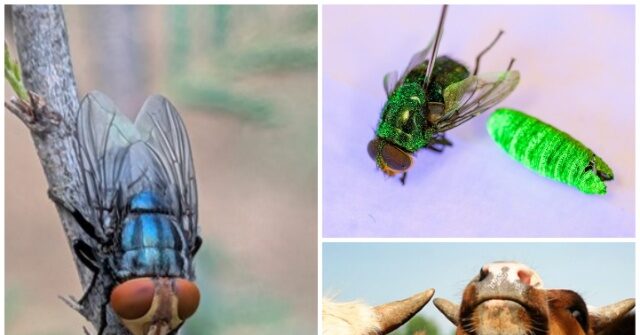 USDA Sets Two Zones to Fight New World Screwworms in Texas