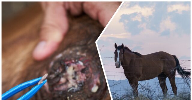 FIRST: New World Screwworm Found in Horse near Texas Border with Mexico