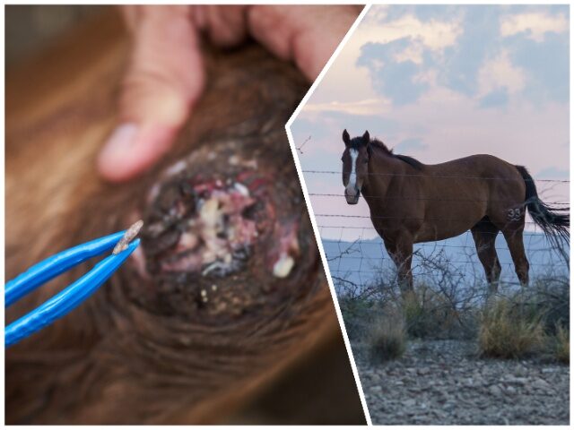 FIRST: New World Screwworm Found in Horse near Texas Border with Mexico