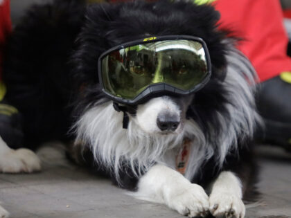 Orly, a canine partner with the Mexican Red Cross, is seen during a ceremony in Mexico Cit