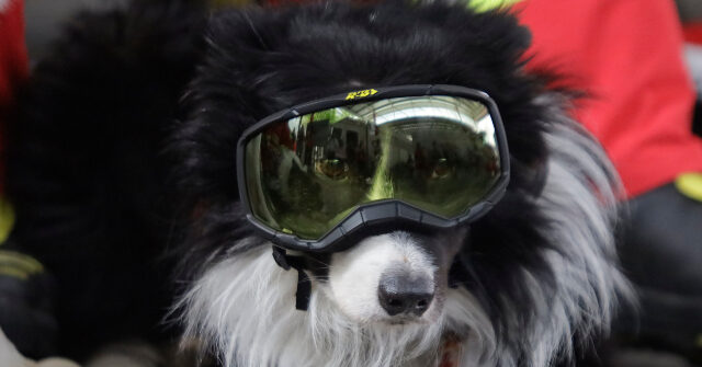Statue Unveiled of Dog Who Rescued 26 People After Venezuela Earthquake