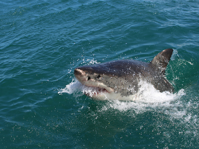 alex-steyn-great-white-shark-surface-of-the-water-unsplash.jpg