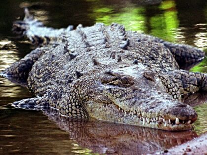 Watch: 600+ Crocodiles Infest River to Host Brisbane 2032 Olympic Rowing