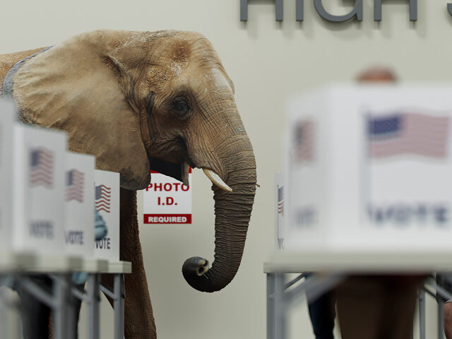 elephant-at-polling-booth-voting-stock-getty Republican Elephant Voting In Polling Center - stock photo