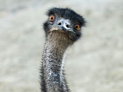 emu escapes