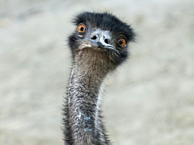 emu escapes