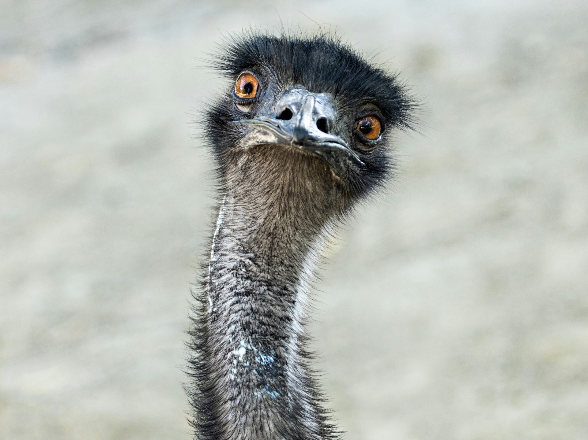 emu-escapes.jpg