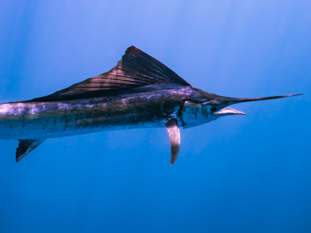 Pound Blue Marlin Caught off San Diego Coast Breaks State Fishing Record