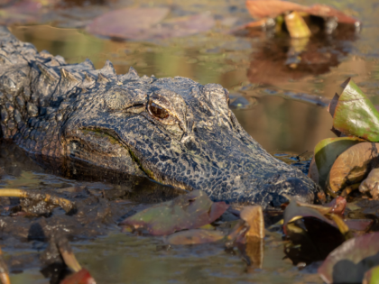swamp alligator