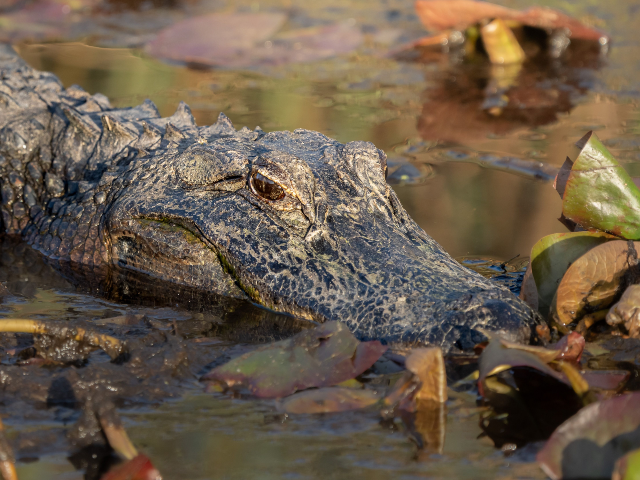 pexels-dmytkopl-36331589 swamp alligator