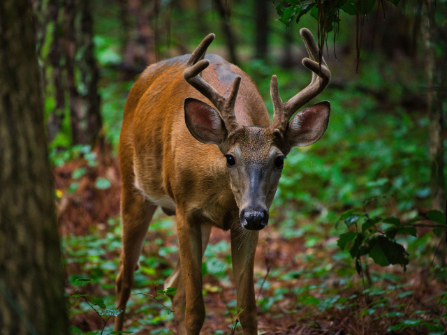 Maryland Hunter Mistakes Woman for Deer, Shoots Her