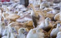 In Washington’s political cauldron, a fight over foie gras