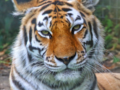 CAMBRIDGE, UNITED KINGDOM - 2020/07/17: 14 year old Amur tigress Katinka prowls around her