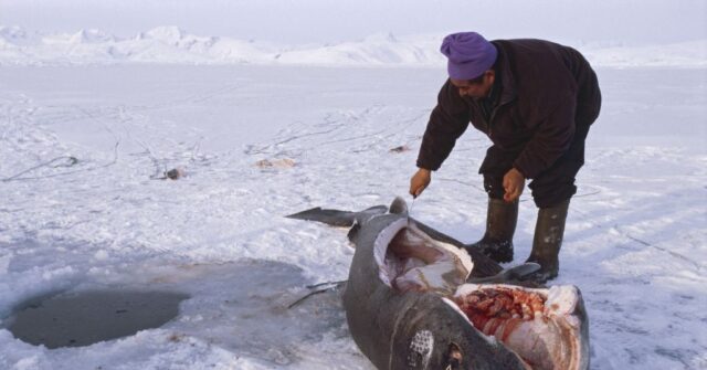 Greenland Fishermen Poised to Cull 1,000+ Sharks that Can Live over 400 Years