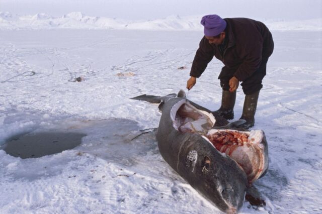 Un requin du Groenland pris dans un trou. Somniosus microcephalus (Eqalussuaq en groenland