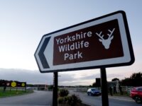Tiger Kills Man Who Entered Big Cat Enclosure at English Wildlife Park