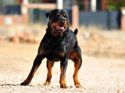 Rottweiler