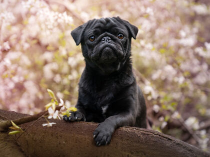 pug dog