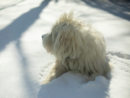 white dog snow