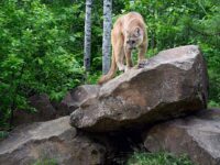 Army Veteran Fights Mountain Lion with Bare Hands to Rescue Dog in Wyoming: ‘That Thing Was S