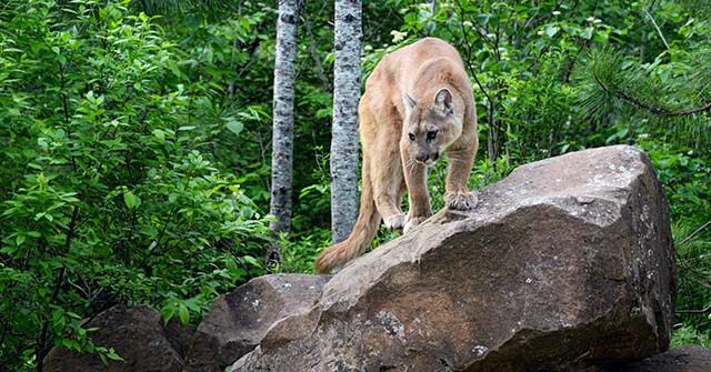 Wyoming Veteran Fights Mountain Lion with Bare Hands to Rescue Dog
