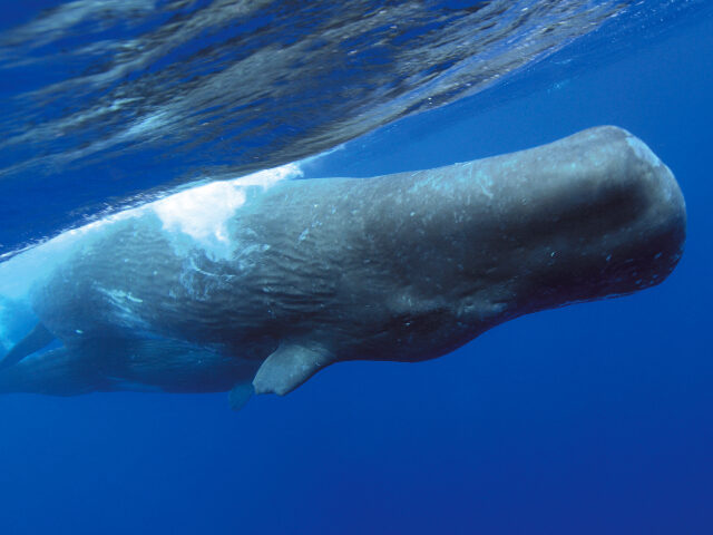Sperm whale, Cachalot (Physeter macrocephalus)). Close-up of submerged adult. Tenerife, Ca