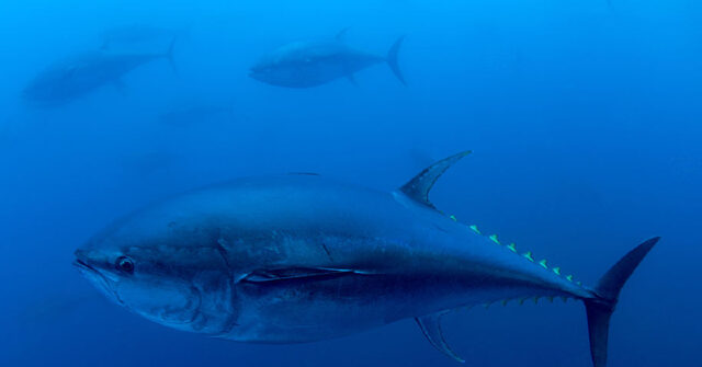 New Hampshire Fisherman's 1,116-Pound Bluefin Tuna Catch Smashes State Record